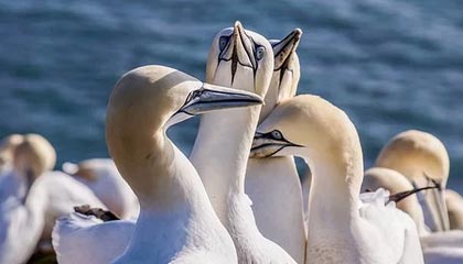 乐鱼官网：开启全方位娱乐新纪元