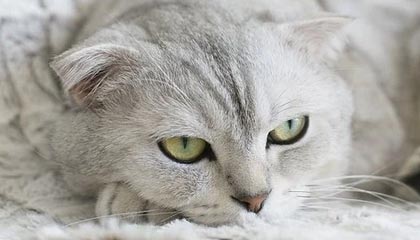 开云APP-乐鱼体育平台：开启你的全新体育娱乐旅程